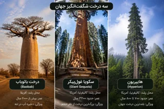 انواع درخت های خاص دنیا شگفت انگیز ترین درختانی که طبیعت خلق کرده است